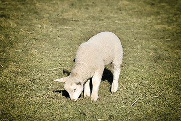 Image showing lamb on meadow