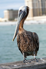 Image showing Clearwater Beach Florida Pelican