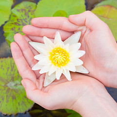 Image showing Woman hands holding lotus flower