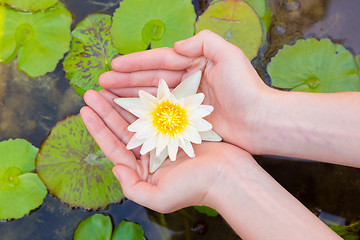 Image showing Woman hands holding lotus flower