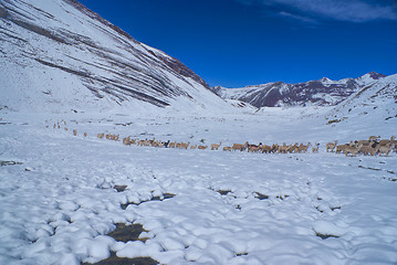 Image showing Herd of Llamas in Andes