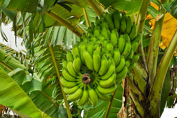 Image showing Bananas on tree