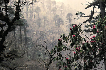 Image showing Rhododendron in forest