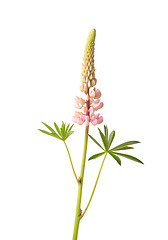 Image showing Large-leaved lupine (Lupinus polyphyllus)