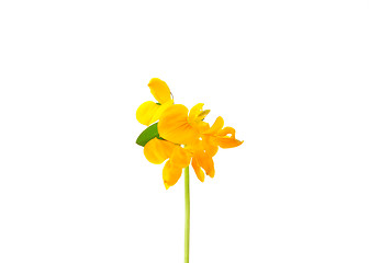 Image showing Birds-foot-trefoil (Lotus corniculatus)