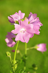 Image showing Mallow flower