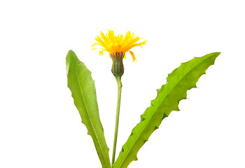 Image showing Rough hawkbit (Leontodon hispidus)