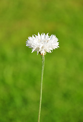 Image showing Garden cornflower