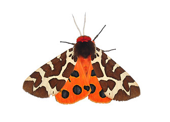 Image showing Garden tiger moth (Arctia caja)