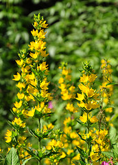 Image showing Spotted loosestrife (Lysimachia punctata)