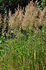 Image showing Purple reedgrass (Calamagrostis arundinacea)