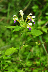 Image showing Large-flowered hemp-nettle (Galeopsis speciosa)