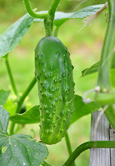 Image showing Cucumber on plant