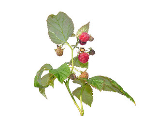 Image showing Raspberry (Rubus idaeus)