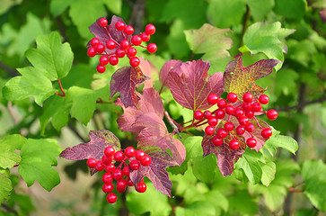 Image showing Berries of guelder-rose (Viburnum opulus)