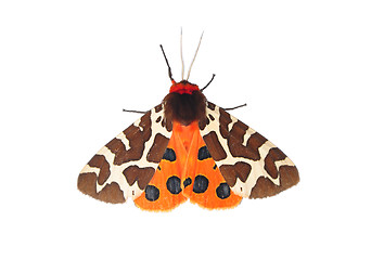 Image showing Garden tiger moth (Arctia caja)