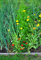 Image showing Mixed cultivation