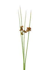 Image showing Common rush (Juncus effusus)