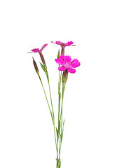 Image showing Maiden pink (Dianthus deltoides)