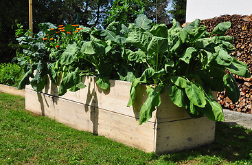 Image showing Raised bed