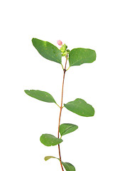 Image showing Common snowberry (Symphoricarpos albus)