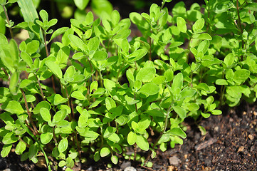 Image showing Sweet marjoram