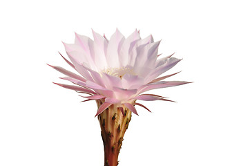 Image showing Cactus flower