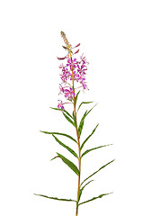 Image showing Fireweed (Epilobium angustifolium)