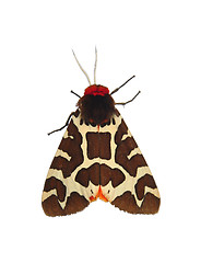 Image showing Garden tiger moth (Arctia caja)