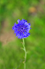 Image showing Garden cornflower