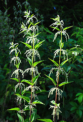 Image showing Stinging nettle (Urtica dioica)