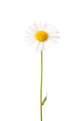 Image showing Ox-eye daisy (Leucanthemum vulgare)