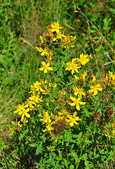 Image showing Common St Johns wort (Hypericum perforatum)