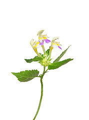 Image showing Large-flowered hemp-nettle (Galeopsis speciosa)