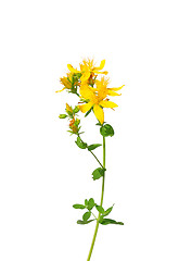 Image showing Common St Johns wort (Hypericum perforatum)