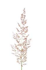 Image showing Purple reedgrass (Calamagrostis arundinacea)