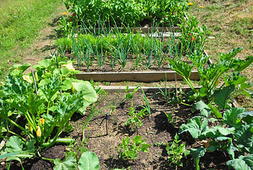 Image showing Organic garden