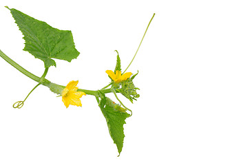 Image showing Cucumber flower