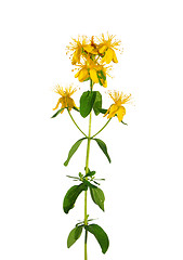 Image showing St Johns wort (Hypericum perforatum)