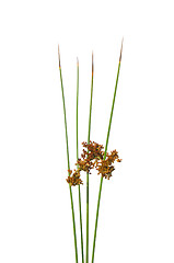 Image showing Common rush (Juncus effusus)