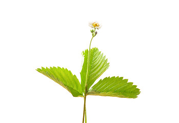 Image showing Strawberry flower