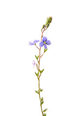 Image showing Germander speedwell (Veronica chamaedrys)