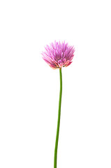 Image showing Chives flower