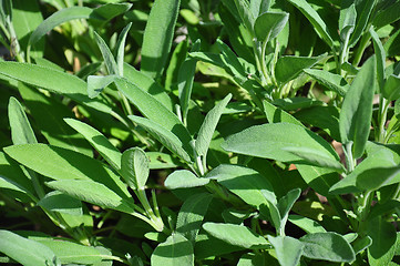 Image showing Common sage