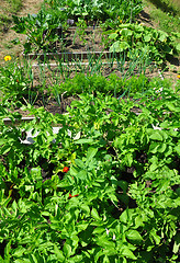 Image showing Organic garden