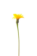 Image showing Rough hawkbit (Leontodon hispidus)