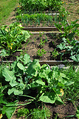 Image showing Organic garden