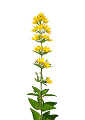 Image showing Spotted loosestrife (Lysimachia punctata)