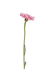 Image showing Garden cornflower