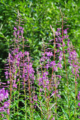 Image showing Fireweed (Epilobium angustifolium)